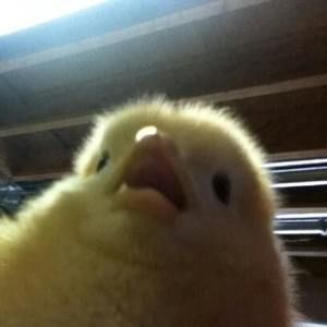 Meet your Posher, Victor